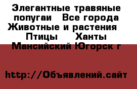 Элегантные травяные попугаи - Все города Животные и растения » Птицы   . Ханты-Мансийский,Югорск г.